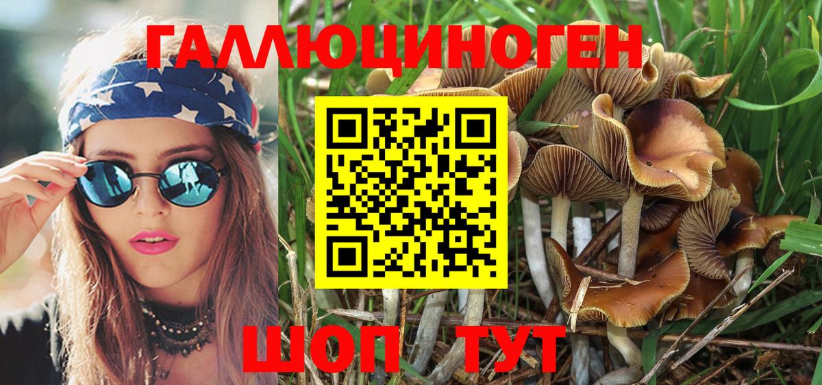 Псилоцибиновые грибы Psilocybine cubensis Пятигорск